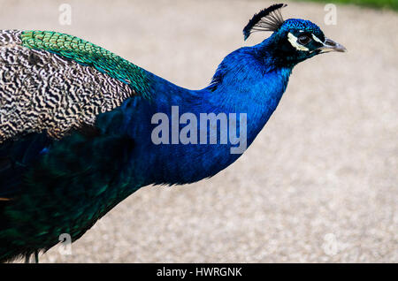 Un beau mâle peacock montrant les couleurs vives de son plumage bleu électrique qu'il erre dans les allées d'un parc public à Londres Banque D'Images