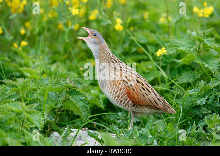 , Râle des genêts Crex crex, dans un crofters haymeadow sur North Uist, îles Hébrides, Ecosse Banque D'Images