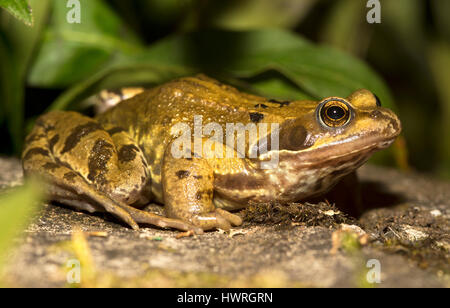 Une grenouille rousse dans un jardin Banque D'Images