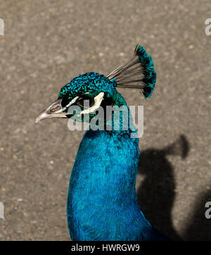 Un beau mâle peacock montrant les couleurs vives de son plumage bleu électrique qu'il erre dans les allées d'un parc public à Londres Banque D'Images