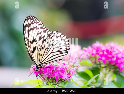 Macro d'un grand arbre papillon leucone nymphe (idée) sur une fleur fleur Banque D'Images