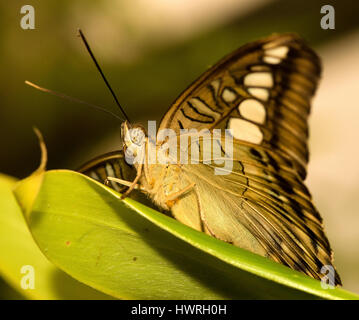 Un papillon Amiral Lorquin, Limenitis lorquini Banque D'Images