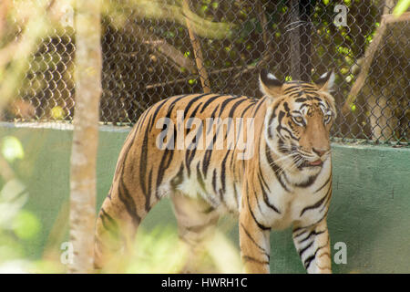 Tigre du Bengale Royal Banque D'Images