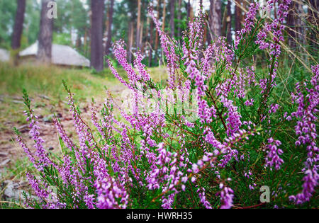 Close-up of a Heather ou ling bush - une faible taille d'arbustes éricacés eurasien evergreen (Calluna vulgaris), avec de petites fleurs violettes en forme de cloche Banque D'Images