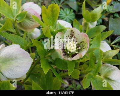 Lenzrose Christrose Nieswurz ;, Banque D'Images