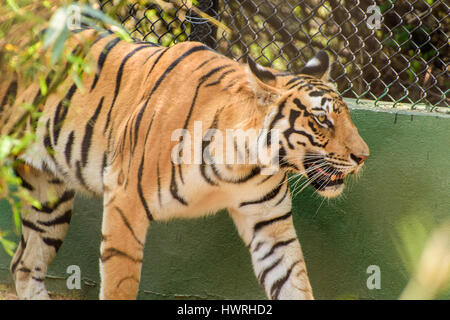 Tigre du Bengale Royal Banque D'Images