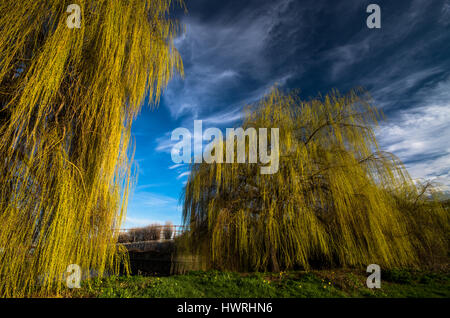 Les arbres le long du Canal Lea à Londres, se distinguent par leur feuillage jaune contre le ciel bleu Banque D'Images