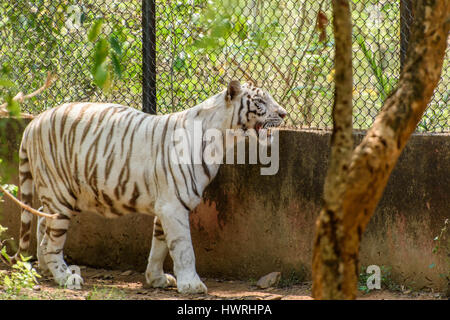 Tigre blanc Banque D'Images