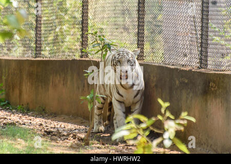 Tigre blanc Banque D'Images