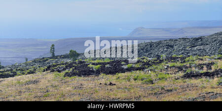 La végétation verte sur une ancienne coulée de terrain par l'océan dans le Parc National des Volcans, l'île principale d'Hawaii, USA Banque D'Images