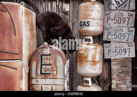 Un seul chat noir d'un saut d'une vieille boîte aux lettres rouillée entourée de vieux bidons de gaz et plaques à Austin, Texas Banque D'Images