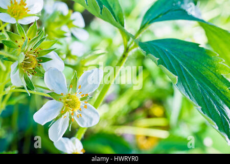 Détail de fleurs de fraises dans le jardin Banque D'Images