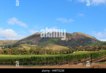 Vignoble de Groot Constantia Wine Estate, Cape Town, Afrique du Sud Banque D'Images