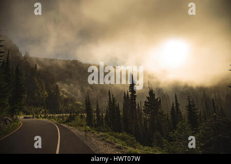 Route d'arbres contre le ciel à Mount Rainier National Park pendant temps de brouillard Banque D'Images