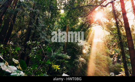 Low angle view of le soleil qui rayonne à travers des arbres à forest Banque D'Images