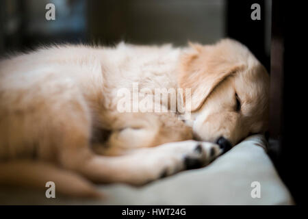 Close-up of Golden Retriever sleeping on bed at home Banque D'Images