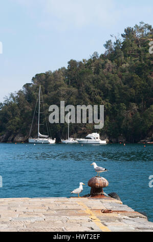 Italie : les mouettes et voiliers sur le quai du port de Portofino, un village de pêcheurs, célèbre pour son port pittoresque et ses maisons colorées Banque D'Images