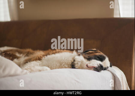 Saint Bernard dort sur le lit chez lui Banque D'Images