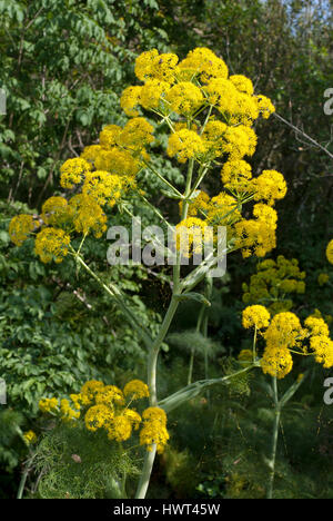 Fenouil géant (Ferula communis) floraison, Isola Polvese, Lac Trasimène, Ombrie, Italie Banque D'Images