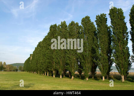 Rangée de Lombardie les peupliers (Populus nigra italica), l'Isola Polvese, Lac Trasimène, Ombrie, Italie Banque D'Images