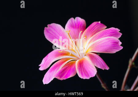 Gros plan d'une Lewisia rose contre un noir arrière-plan Banque D'Images