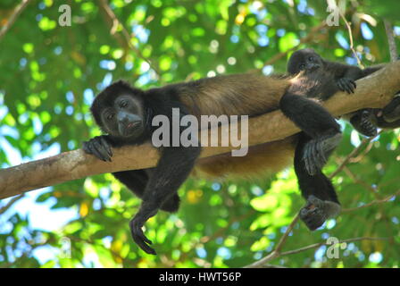 Argent araignée près de la plage à Santa Teresa, Costa Rica Banque D'Images