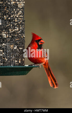 Le Cardinal rouge mâle sur les semences d'alimentation. Banque D'Images