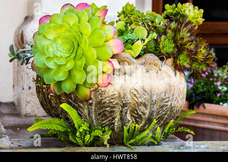 Usé semoir décoratif avec un bel arrangement succulentes circulant sur le bord. Plusieurs types de plantes succulentes dans le récipient. Banque D'Images