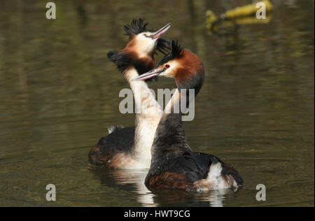 Une paire de belles grèbe huppé (Podiceps cristatus) au milieu de leur parade nuptiale. Banque D'Images