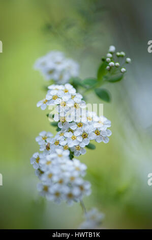 Image en gros plan de la délicate floraison, printemps, fleurs blanches de Spiraea x arguta 'Bridal Wreath" prises contre un fond mou Banque D'Images