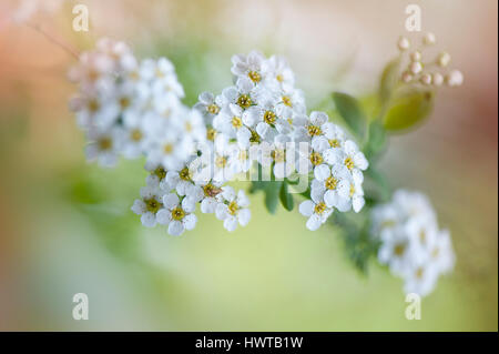 Image en gros plan de la délicate floraison, printemps, fleurs blanches de Spiraea x arguta 'Bridal Wreath" prises contre un fond mou Banque D'Images