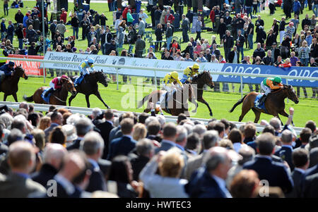 Chevaux SUR KNAVESMIRE HIPPODROME DE YORK YORK HIPPODROME HIPPODROME DE YORK YORK ANGLETERRE 17 Mai 2013 Banque D'Images