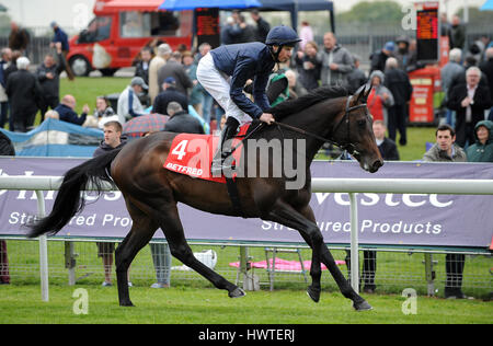 ERNEST HEMINGWAY MONTÉ PAR JOSEPH O'BRIEN MONTÉ PAR JOSEPH O'BRIEN HIPPODROME DE YORK YORK ANGLETERRE 17 Mai 2012 Banque D'Images