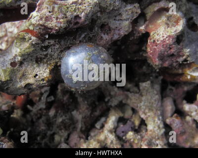 Algues bulle aussi appelés globes oculaires des marins Valonia ventricosa ( ). L'un des plus grands organismes unicellulaires Banque D'Images