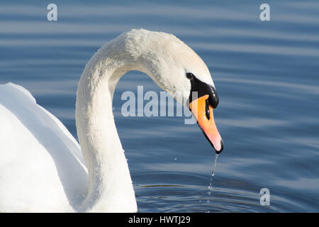 Close-up de mute swan (Cygnus olor) Banque D'Images