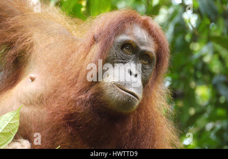 L'Indonésie, de l'orang-outan de Sumatra Banque D'Images