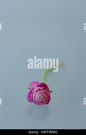 Un rose ranunculus contre fond gris clair tourné en mode portrait avec lumière douce Banque D'Images
