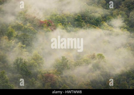 A la fin de la matinée brouillard se lèvera au-dessus, révélant les formes vertes d'arbres et les signes de l'automne feuillage en rampant sous les brumes. Banque D'Images