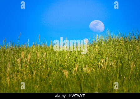 Au cours de la journée, une Lune gibbeuse s'élève le long d'une colline d'herbe verte au printemps et le pissenlit. Banque D'Images