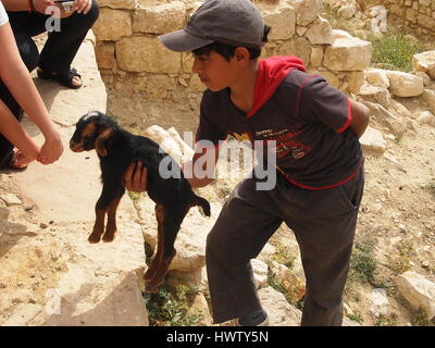 Village dana en Jordanie. Jeune garçon, berger a jeune chèvre. Banque D'Images