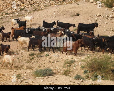 Village dana en Jordanie. Jeune garçon, berger a chèvres sur la côte de sable.. Banque D'Images