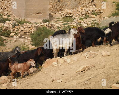 Village dana en Jordanie. Jeune garçon, berger a chèvres sur la côte de sable.. Banque D'Images