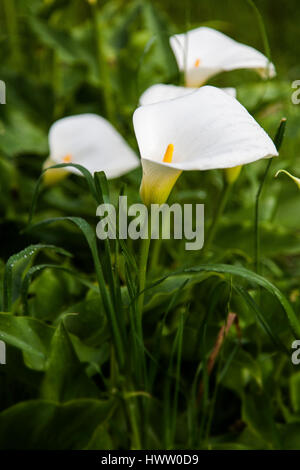 Calla Lily blanc Banque D'Images