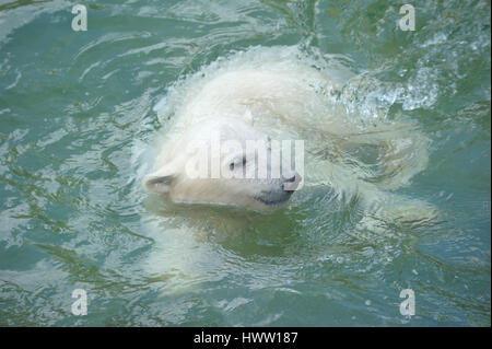 Petit Ours polaire natation dans l'eau Banque D'Images