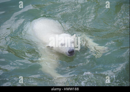 Petit Ours polaire natation dans l'eau Banque D'Images