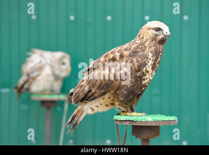 L'aigle royal (Aquila chrysaetos) Banque D'Images