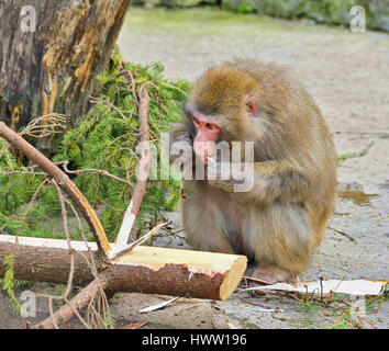 Singe femelle faim mange conifer Banque D'Images