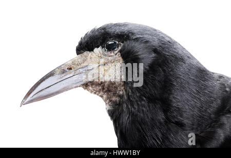 Chef de black crow isolated on white Banque D'Images