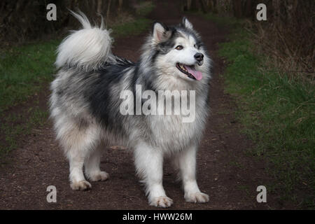 Côté pleine longueur profil d'un chien malamute croisée husky debout et tournée vers la droite Banque D'Images