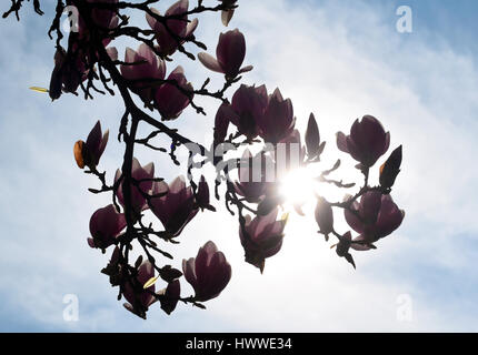 Düsseldorf, Allemagne. Mar 23, 2017. Le soleil brille à travers les fleurs d'un magnolia à Duesseldorf, Allemagne, 23 mars 2017. - Pas de service de fil - Photo : Horst Ossinger//dpa/Alamy Live News Banque D'Images